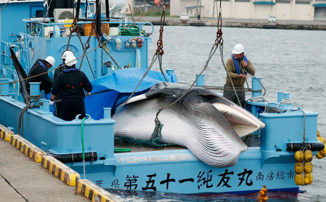 日本重启商业捕鲸，你怎么看「反捕鲸纪录片」 立马电动车