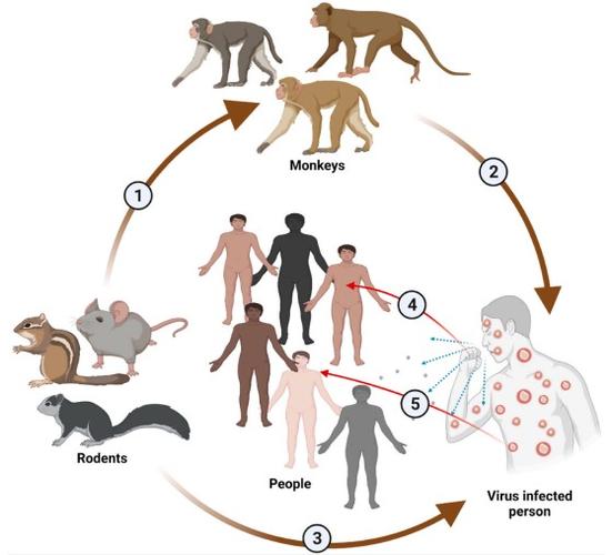 美国疫情真的结束了吗「猴痘病毒的传播途径」 电动三轮车